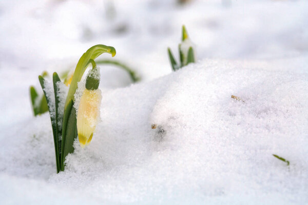 Blooming spring snowflake in snow. A sign of the first spring days. Spring attack of winter. Flowered wild areas of the Stolowe Mountains National Park in Poland.