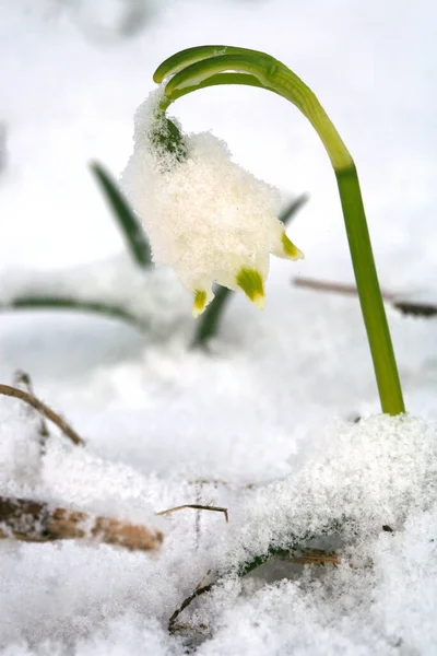 Blooming Spring Snowflake Snow Sign First Spring Days Spring Attack — стокове фото