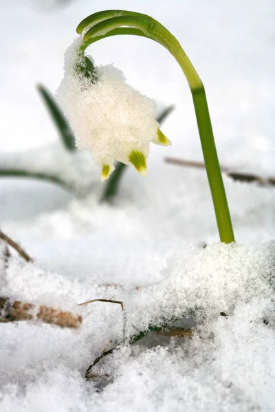 雪の中で春の雪の結晶を咲かせます 最初の春の日の兆候 冬の春の攻撃 ポーランドのストールー山脈国立公園の花の野生地域 — ストック写真
