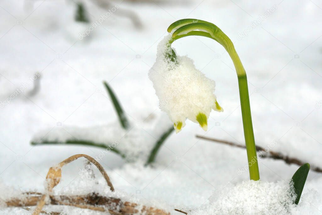 Blooming spring snowflake in snow. A sign of the first spring days. Spring attack of winter. Flowered wild areas of the Stolowe Mountains National Park in Poland.