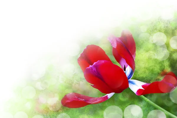 Arte fundo abstrato com motivo floral primavera — Fotografia de Stock