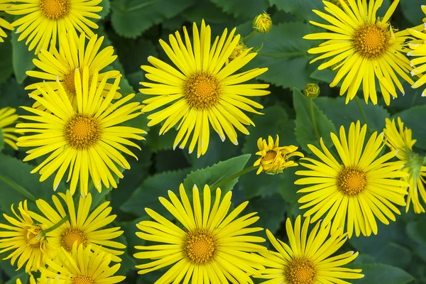 Астеры желтые цветы цветочные весенние растения природа — стоковое фото