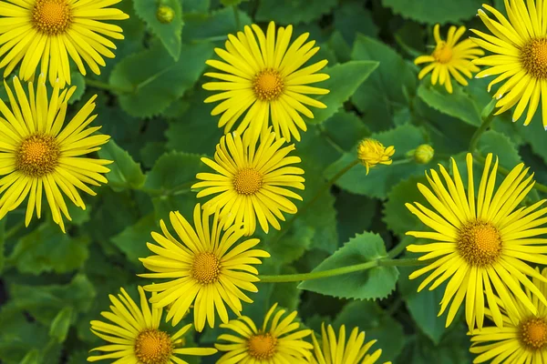 Astern glätten Blume Blumen Frühling Pflanzen Natur — Stockfoto