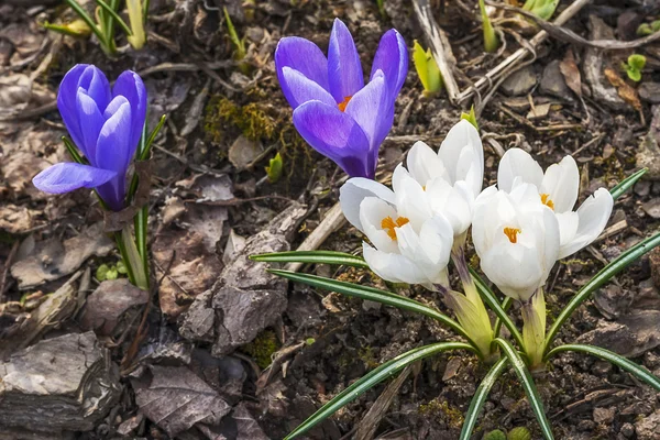 Crocus crocuses flor floral primavera plantas natureza — Fotografia de Stock