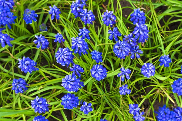 Jacinto flor floral primavera plantas natureza — Fotografia de Stock