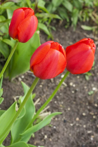 Tulip flower floral spring plants nature — Stock Photo, Image