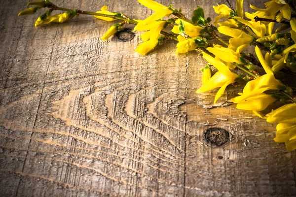 Větve Zlatice pozadí jarní větvičky květina — Stock fotografie
