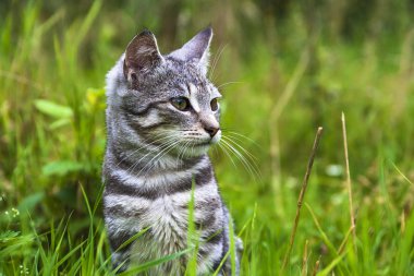kedi kedi yavrusu çayır yeşil çim hayvan