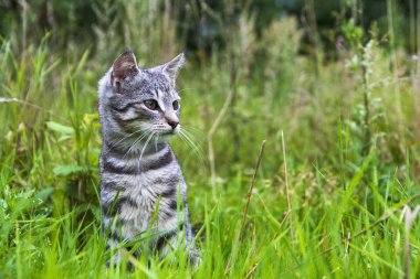 kedi kedi yavrusu çayır yeşil çim hayvan