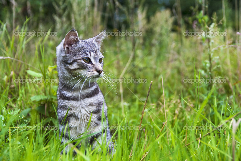 Kedi kedi yavrusu çayır yeşil çim hayvan — Stok Foto © Yotka 25462965