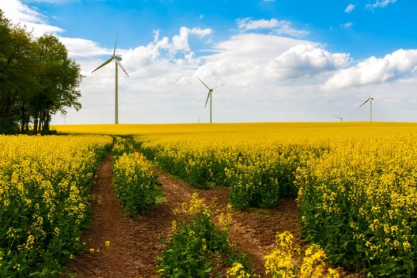 Field wind mill turbines farm landscape rape — Stock Photo, Image