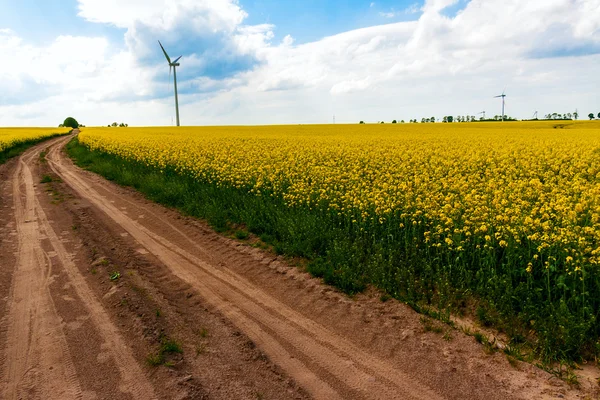 Field wind mill turbines farm landscape rape — Stock Photo, Image