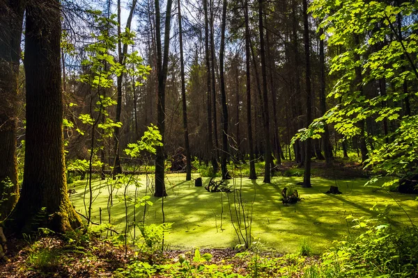 Лесной пейзаж панорамный вид болотные деревья леса — стоковое фото