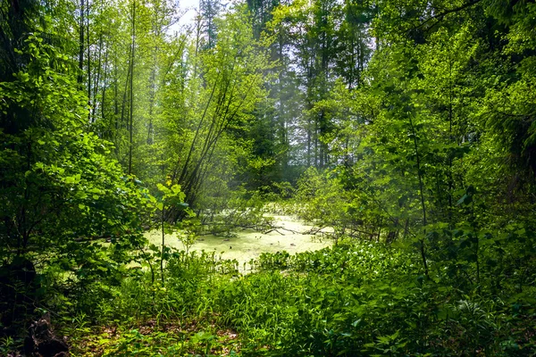 Forest landscape panorama view swamp trees forest — Stock Photo, Image
