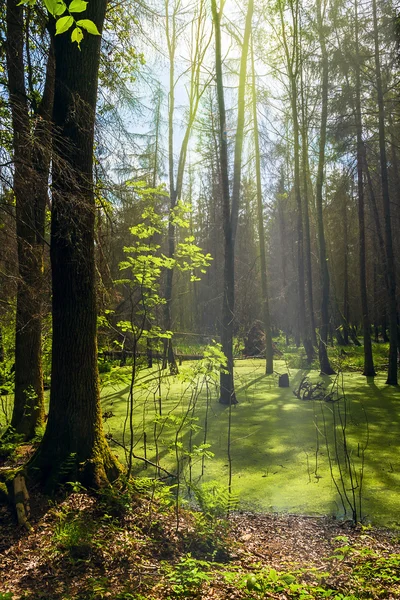 Forest landscape panorama view swamp trees forest — Stock Photo, Image