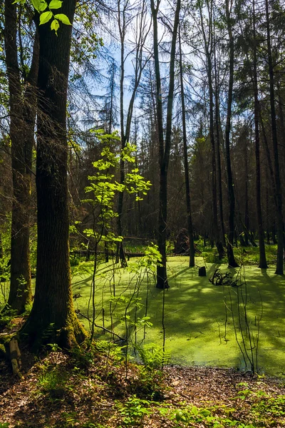 Bos landschap panorama uitzicht moeras bomen woud — Stockfoto