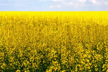 alan tecavüz manzara panorama görüş doğa