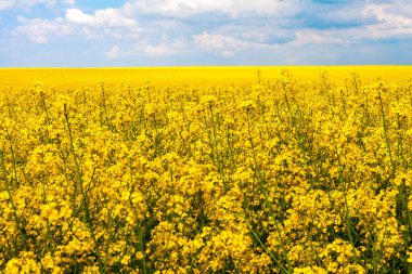 alan tecavüz manzara panorama görüş doğa