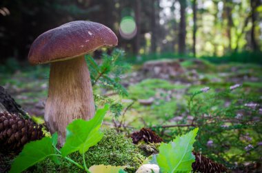 sonbahar boletus mantar mantar orman çim güneş ışığı