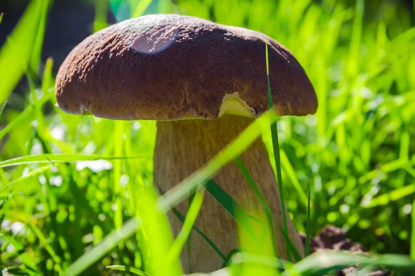 Autunno fungo fungo foresta erba luce del sole — Foto Stock