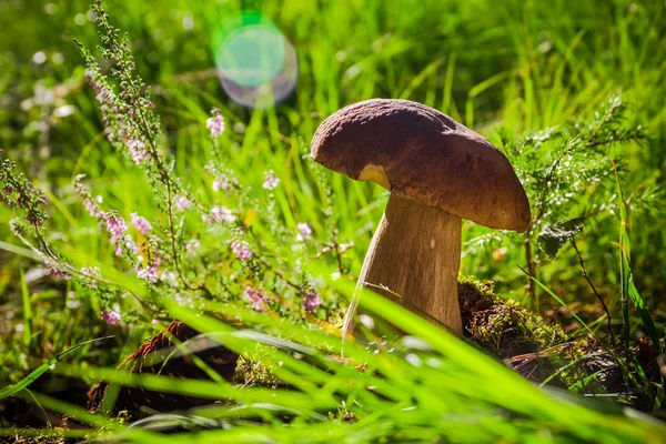 Outono boleto cogumelo fungo floresta grama sol luz — Fotografia de Stock