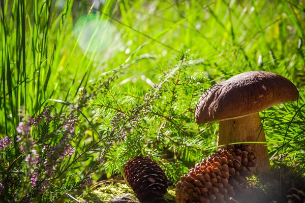 Осенний гриб грибной гриб лесной травы солнечный свет — стоковое фото