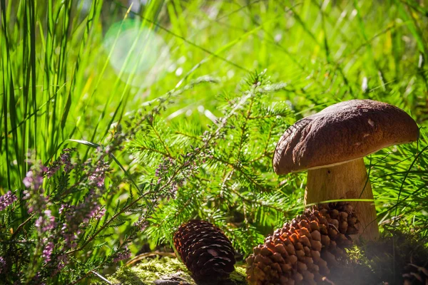 sonbahar boletus mantar mantar orman çim güneş ışığı
