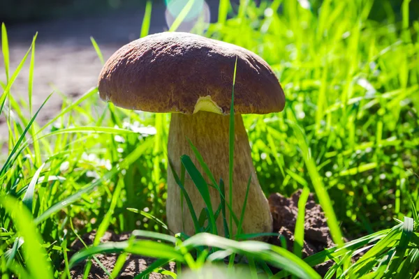 Autunno fungo fungo foresta erba luce del sole — Foto Stock