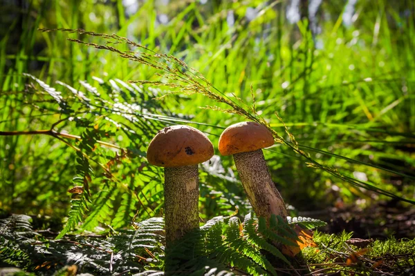 Jesień Borowik grzyb grzybów leśnych trawa słońce światło — Zdjęcie stockowe