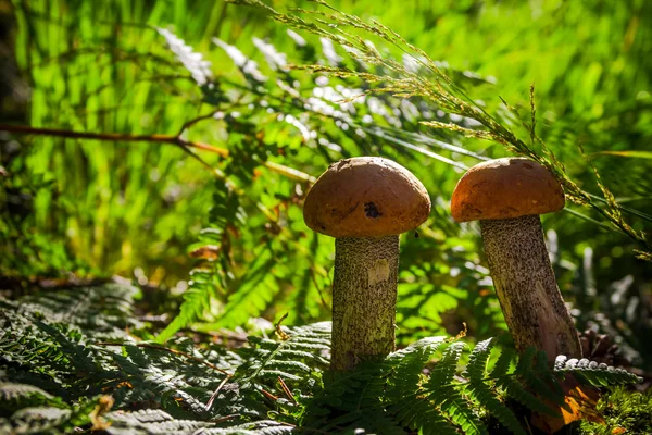 秋イグチダケ キノコ菌森林草太陽光 — ストック写真