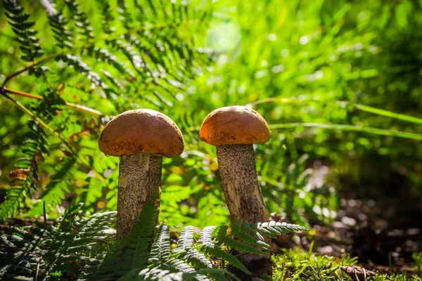 Outono boleto cogumelo fungo floresta grama sol luz — Fotografia de Stock