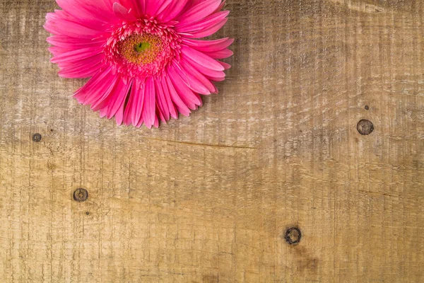 Wood background wooden nature raw boards material flower gerbera — Stock Photo, Image