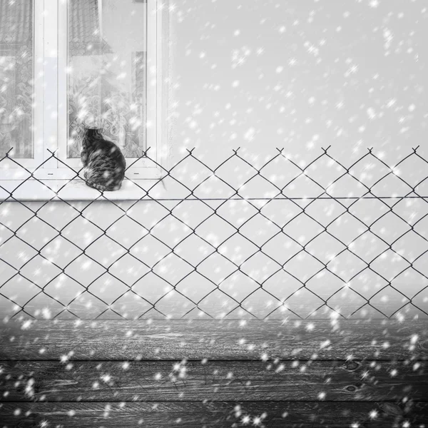 Φόντο χειμώνα φράχτη ξύλινα πάνελ σύρμα γκρίζα γάτα — Φωτογραφία Αρχείου