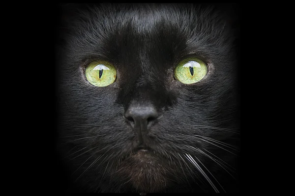 Кошачий чёрный рот крупным планом — стоковое фото