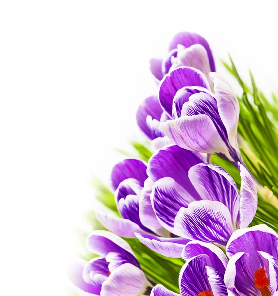 Violet crocus fond blanc — Photo
