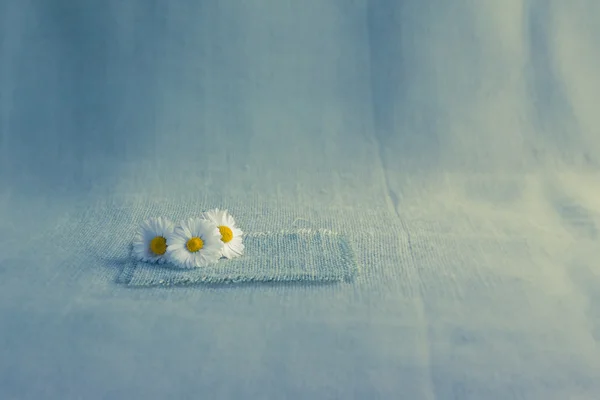 Bloemen madeliefjes achtergrond doek — Stockfoto