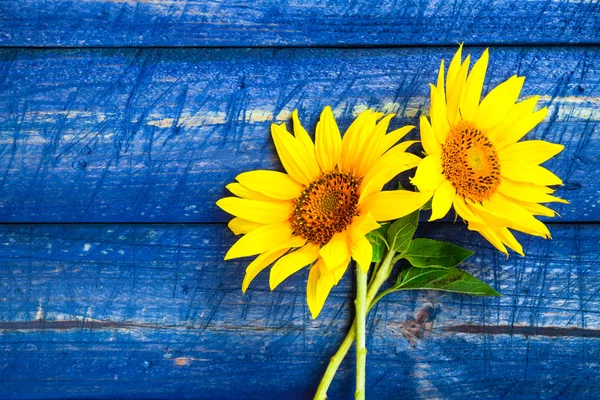 Zwei gelbe Sonnenblumen bemalten Zaun — Stockfoto