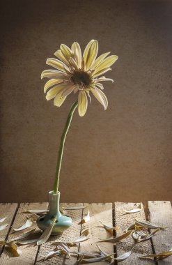 Natürmort çiçek gerbera vazo
