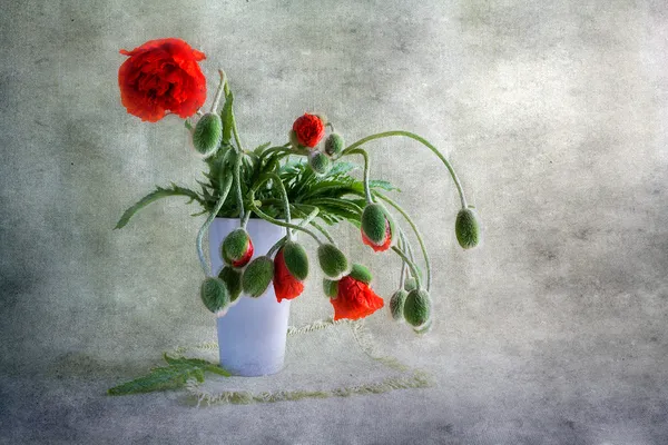 静物花束罂粟花 — 图库照片