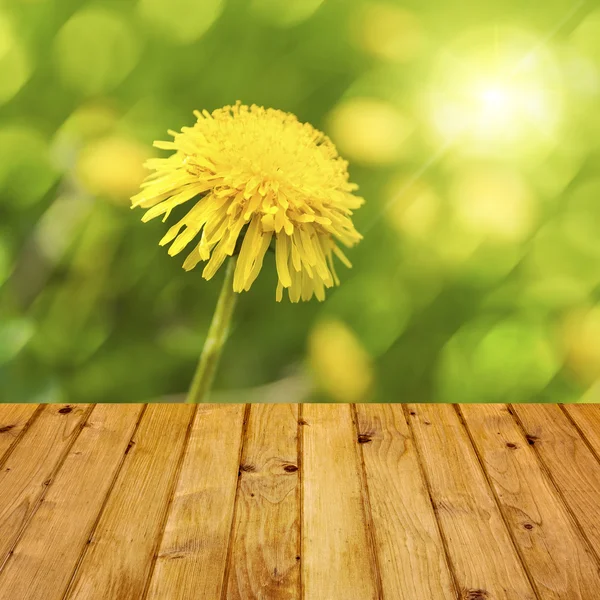 Spring background dandelion wooden parquet — Stock Photo, Image