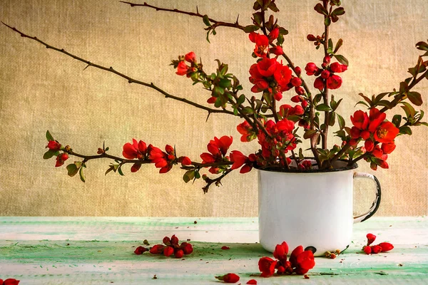 Natura morta bouquet crespino — Foto Stock
