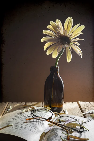 Νεκρή φύση λουλούδι ζέρμπερα γυαλιά βιβλίο — Φωτογραφία Αρχείου