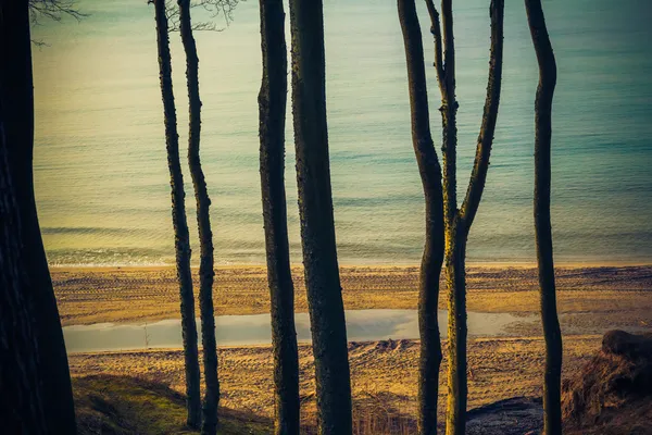 View wooded shore Baltic Sea — Stock Photo, Image