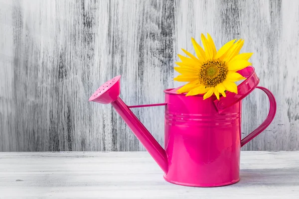 Still life bouquet sunflowers watering can — Stock Photo, Image