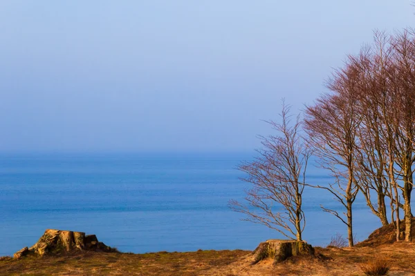 Panorama zee bos — Stockfoto