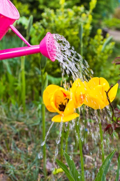 Watering flowers spring garden watering can — Stock Photo, Image