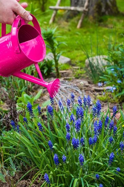 Spring works garden watering plants watering can — Stock Photo, Image