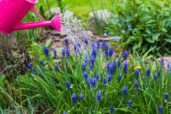 Primavera opere giardino irrigazione piante annaffiatoio — Foto Stock