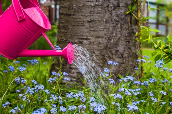 春の花の庭に水をまく植物ケア — ストック写真