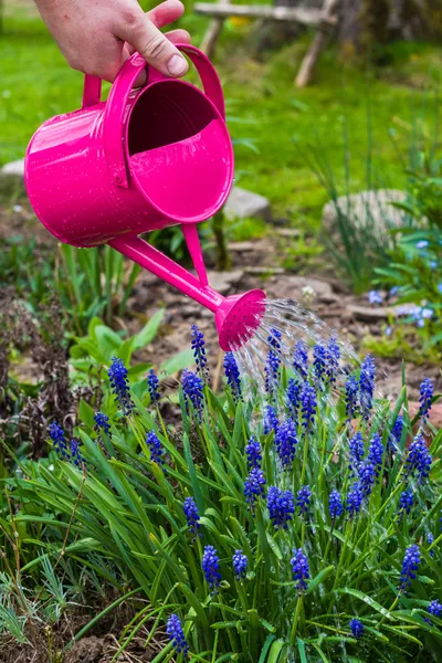Весной работает сад полива растений банка полива — стоковое фото